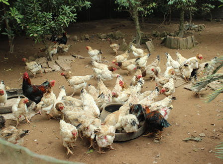 Làng nuôi gà Móng “nhộn nhịp” phục vụ tết Nguyên đán